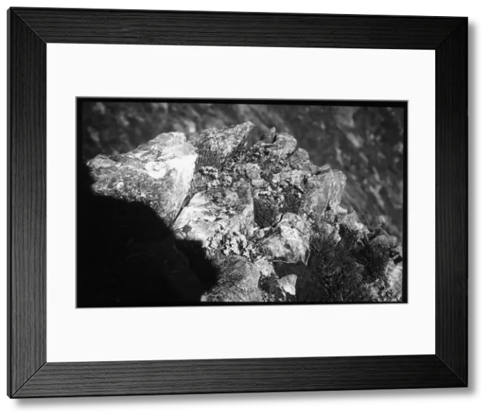 Framed Print : Draba Aizoides in the Gummen Alps, Switzerland Framed Print : Draba Aizoides in the Gummen Alps, Switzerland