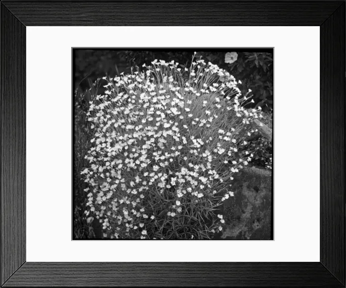 Framed Print : Dianthus Hungaricus Framed Print : Dianthus Hungaricus