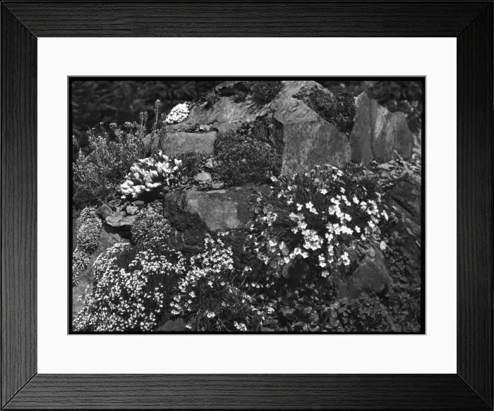 Framed Print : Dianthus in a rocky setting Framed Print : Dianthus in a rocky setting