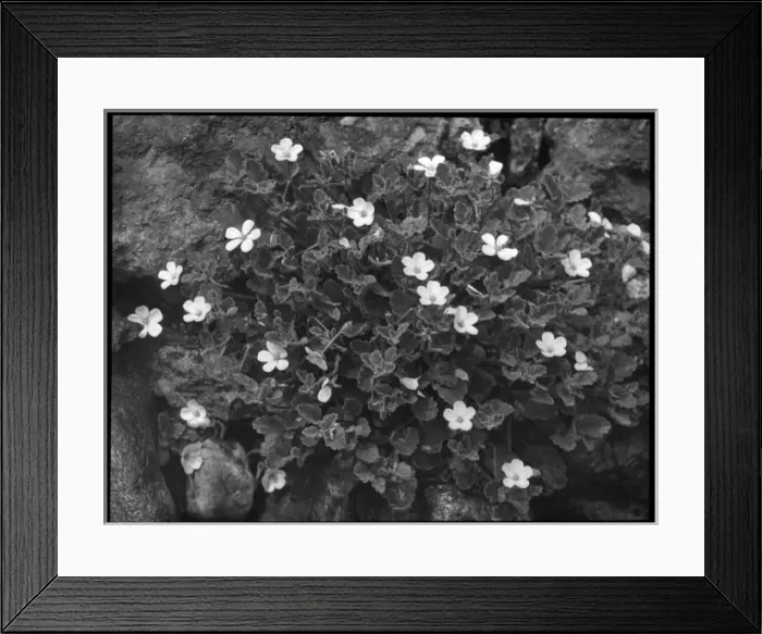 Framed Print : Erodium Corsicum Framed Print : Erodium Corsicum