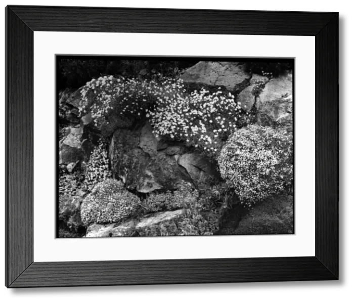 Framed Print : Dianthus on an outcrop Framed Print : Dianthus on an outcrop