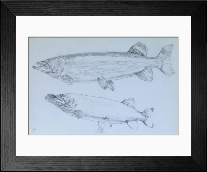 Framed Print : Pike - pencil studies Framed Print : Pike - pencil studies