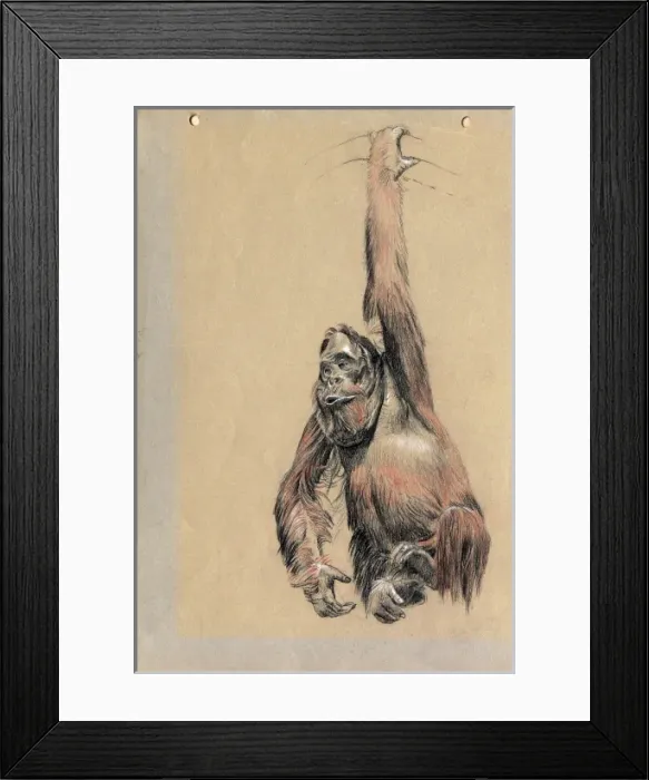 Framed Print : An Orangutan Framed Print : An Orangutan