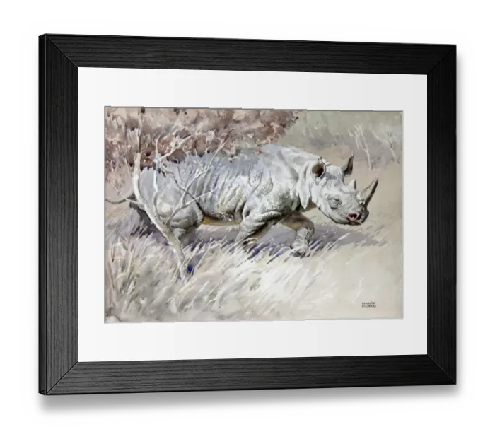 Framed Print : An African White Rhino Framed Print : An African White Rhino