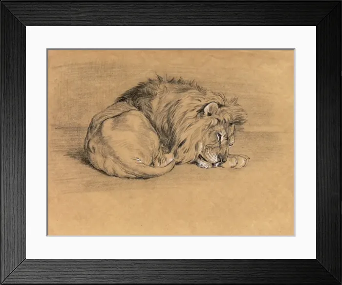 Framed Print : Lion sleeping Framed Print : Lion sleeping
