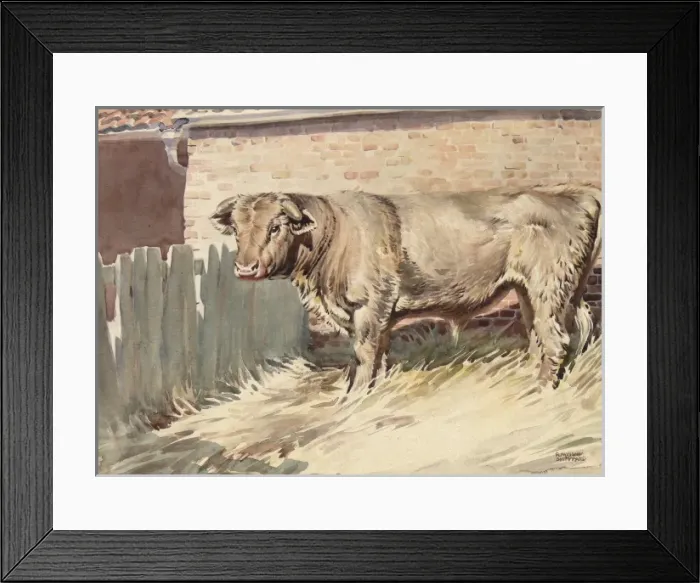 Framed Print : A Bull in a farmyard pen Framed Print : A Bull in a farmyard pen