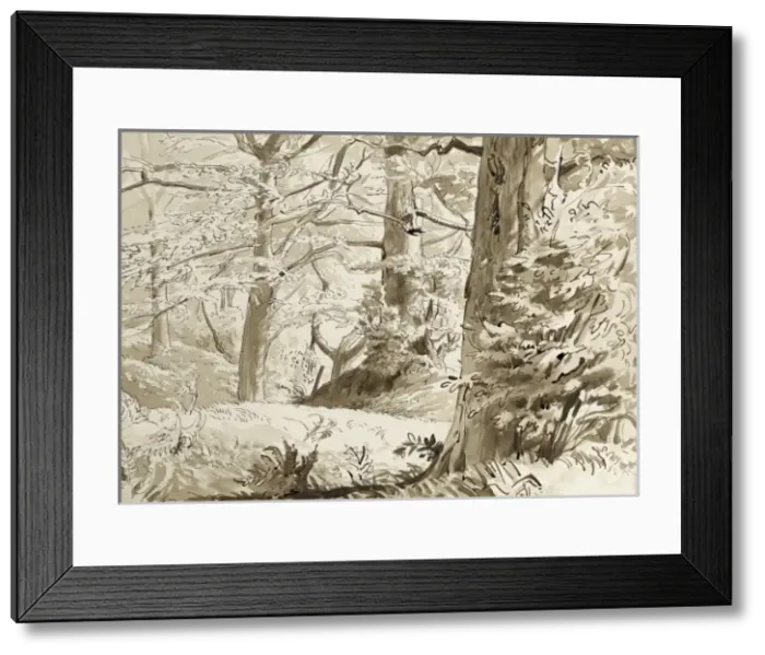 Framed Print : Dense foliage on Stanmore Common Framed Print : Dense foliage on Stanmore Common