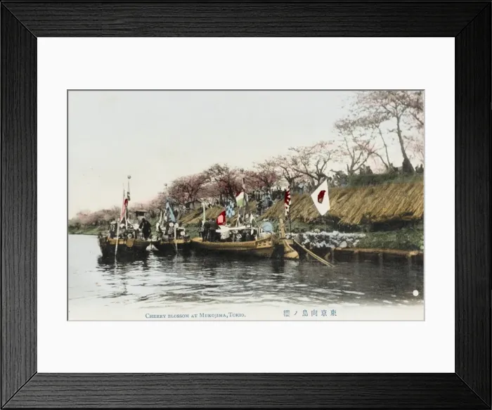 Framed Print : Cherry Blossom - Mukojima, Tokyo, Japan Framed Print : Cherry Blossom - Mukojima, Tokyo, Japan