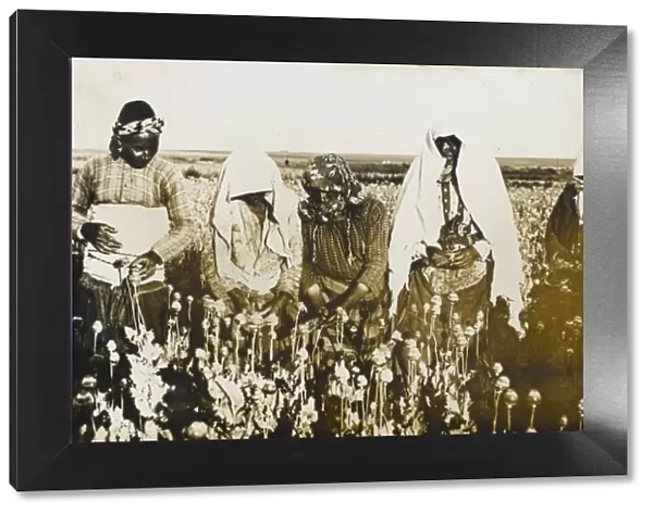 Opium Poppy pickers - near Afyon, Turkey