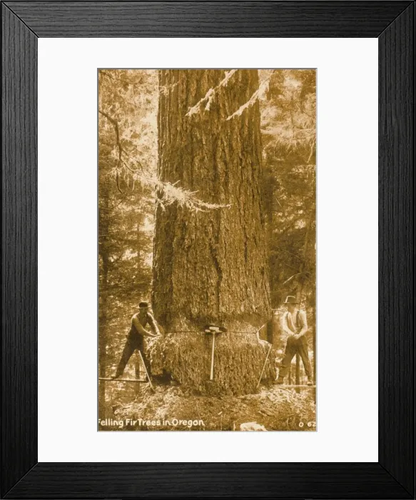 Framed Print : Felling a giant fir tree in Oregon, USA Framed Print : Felling a giant fir tree in Oregon, USA
