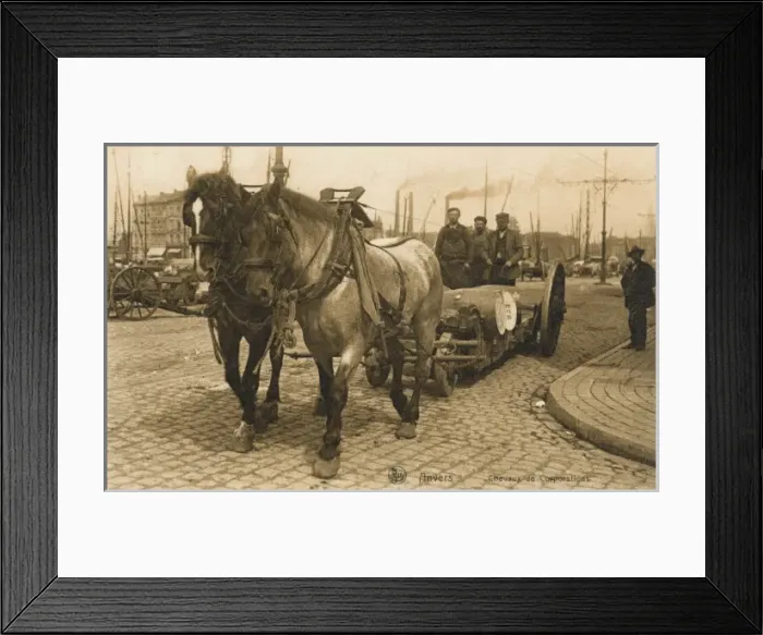 Framed Print : Belgium - Antwerp - Working Dock Horses Framed Print : Belgium - Antwerp - Working Dock Horses