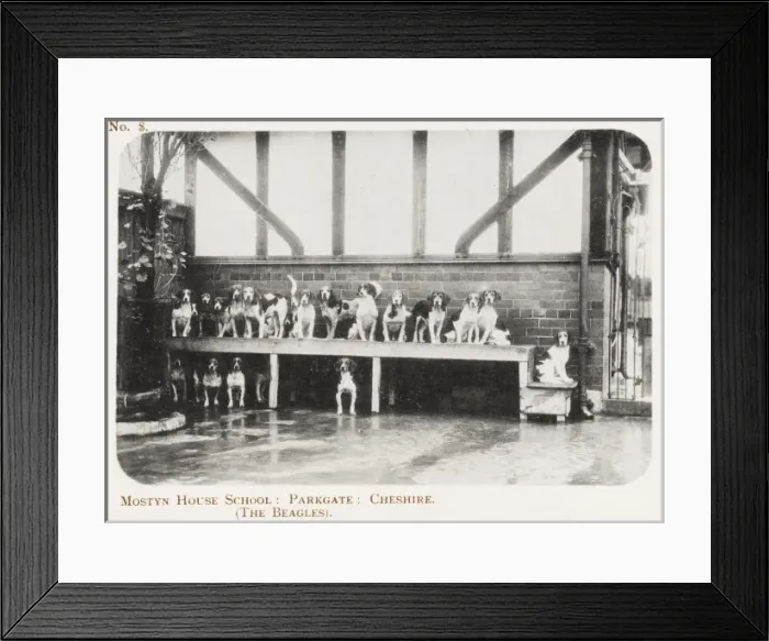 Framed Print : School Beagles - Mostyn House School Framed Print : School Beagles - Mostyn House School