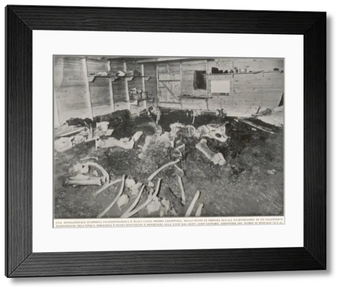 Framed Print : Mastodon remains in Indiana Framed Print : Mastodon remains in Indiana
