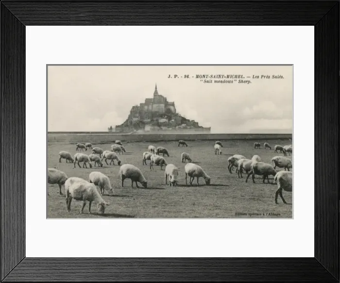Framed Print : Mont Saint Michel, France - Sheep Grazing on salt meadows Framed Print : Mont Saint Michel, France - Sheep Grazing on salt meadows