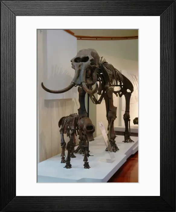 Framed Print : Mammoth skeletons, Khanty Mansiysk, Russia Framed Print : Mammoth skeletons, Khanty Mansiysk, Russia