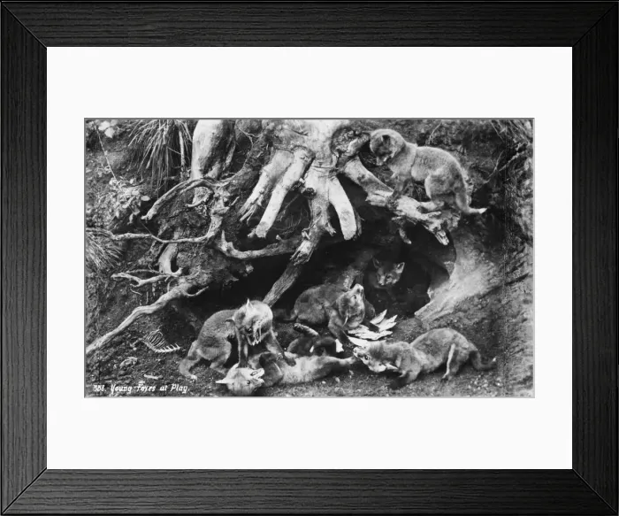 Framed Print : Young Foxes at play Framed Print : Young Foxes at play