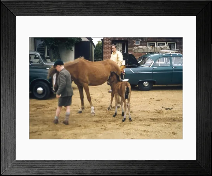 Framed Print : Horse and foal in a car park, Ireland Framed Print : Horse and foal in a car park, Ireland