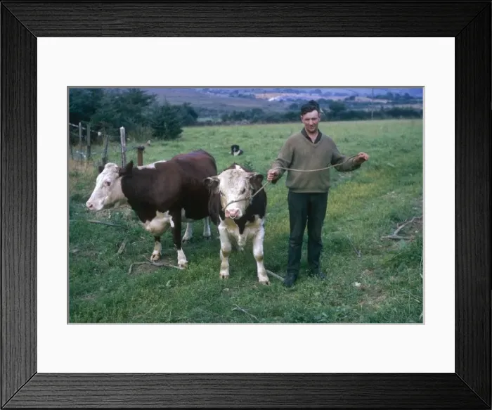 Framed Print : Irish farmer with cattle