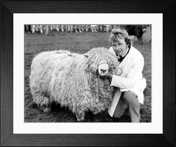 Framed Print : Champion sheep at the Royal Cornwall Show Framed Print : Champion sheep at the Royal Cornwall Show