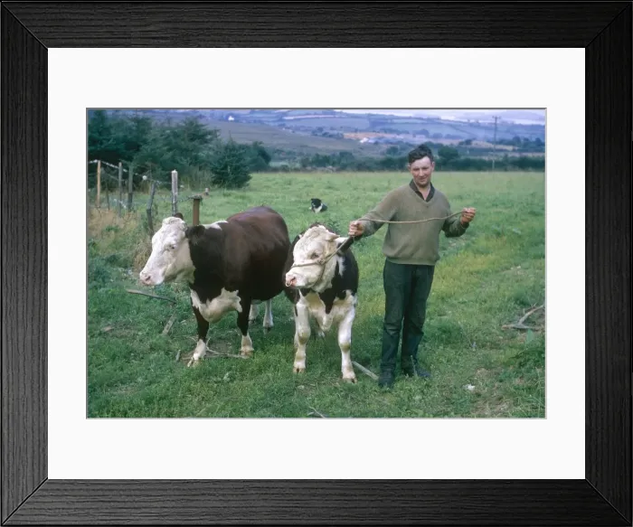 Framed Print : Irish farmer with cattle