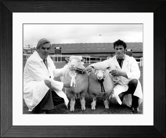 Framed Print : Two champion sheep at the Royal Cornwall Show Framed Print : Two champion sheep at the Royal Cornwall Show