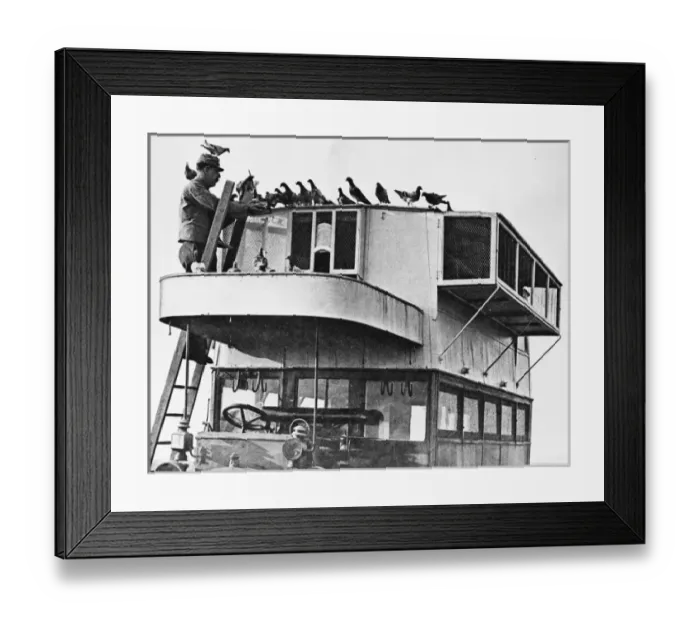 Framed Print : French pigeon communications WWI Framed Print : French pigeon communications WWI
