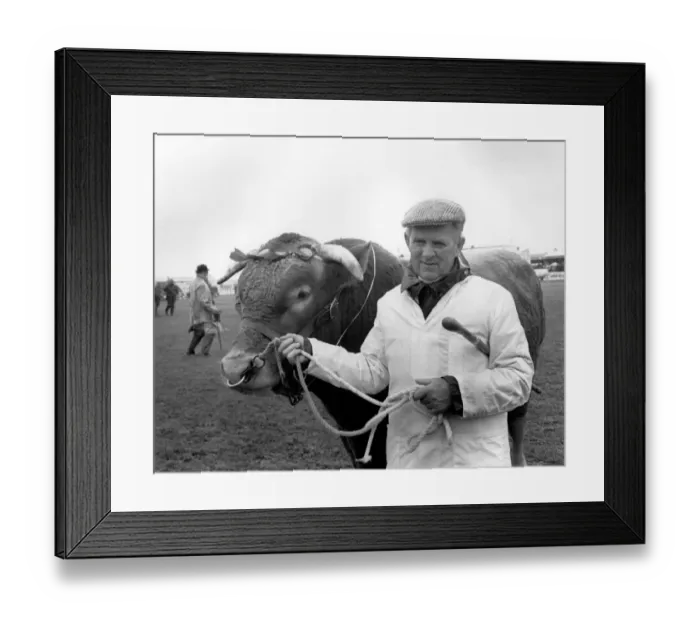 Framed Print : Champion bull at the Royal Cornwall Show Framed Print : Champion bull at the Royal Cornwall Show