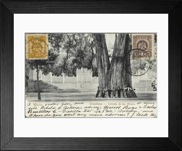 Framed Print : Mexico - Chapultepec, Mexico City - Giant Tree Framed Print : Mexico - Chapultepec, Mexico City - Giant Tree