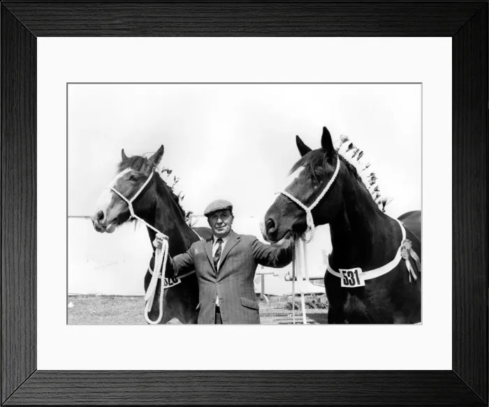 Framed Print : Shire Horse Parade at the Royal Cornwall Show Framed Print : Shire Horse Parade at the Royal Cornwall Show