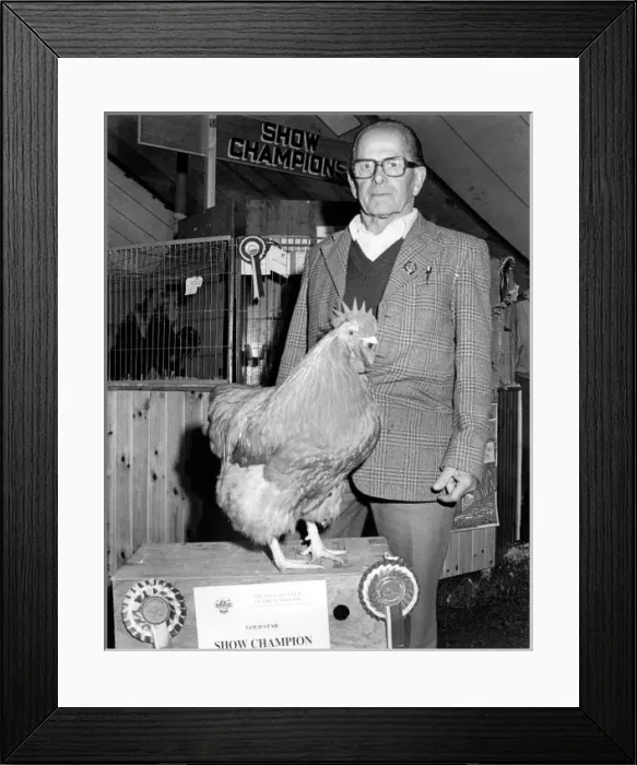 Framed Print : Champion hen at the Royal Cornwall Show Framed Print : Champion hen at the Royal Cornwall Show