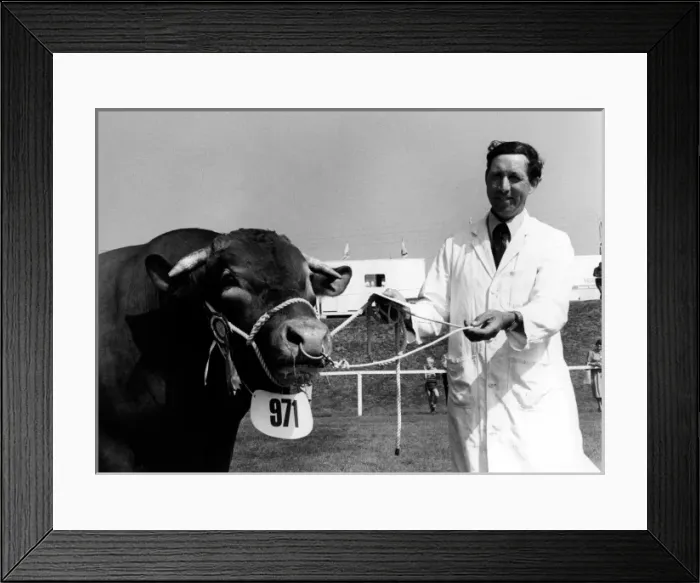 Framed Print : Champion South Devon Bull at the Royal Cornwall Show Framed Print : Champion South Devon Bull at the Royal Cornwall Show