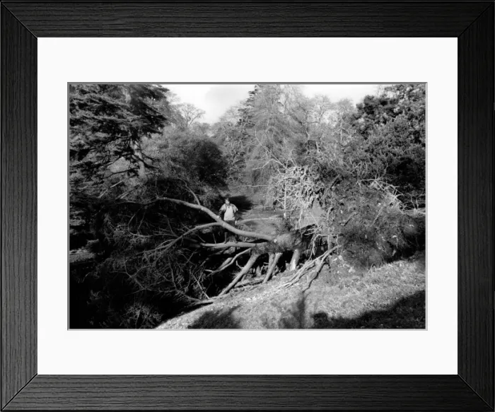 Framed Print : Glendurgan, Cornwall, after the 1987 hurricane Framed Print : Glendurgan, Cornwall, after the 1987 hurricane
