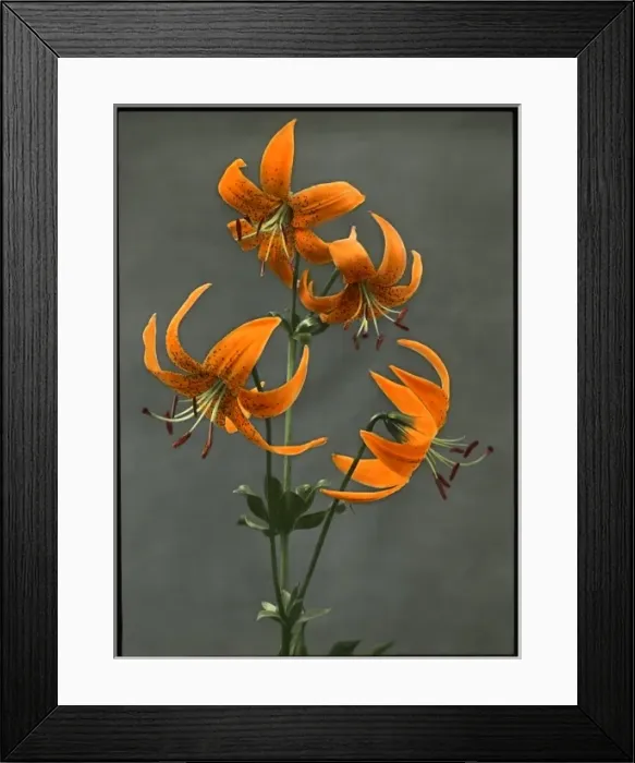 Framed Print : Lilium Humboldtii (Humboldts Lily) Framed Print : Lilium Humboldtii (Humboldts Lily)