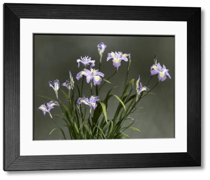 Framed Print : Iris Gracilipes (Crested Iris) Framed Print : Iris Gracilipes (Crested Iris)