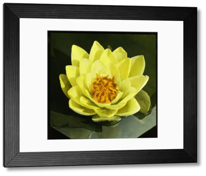 Framed Print : Nymphaea Mooreana (Water Lily) Framed Print : Nymphaea Mooreana (Water Lily)