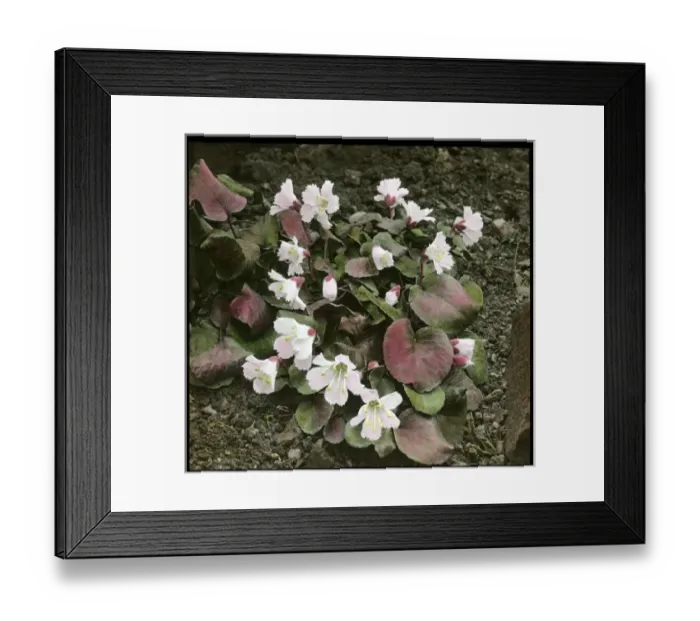 Framed Print : Shortia Uniflora (Nippon Bells) Framed Print : Shortia Uniflora (Nippon Bells)