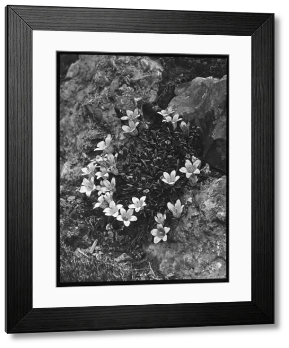 Framed Print : Edraianthus Serpyllifolia (Grassy Bells) Framed Print : Edraianthus Serpyllifolia (Grassy Bells)