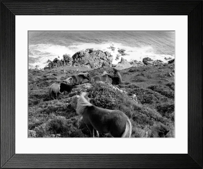 Framed Print : Shetland ponies at The Lizard, Cornwall Framed Print : Shetland ponies at The Lizard, Cornwall