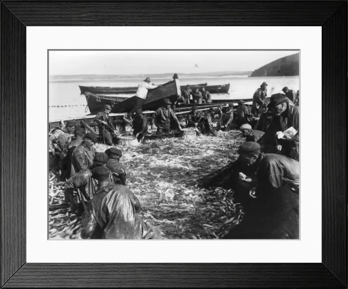 Framed Print : Sorting the herring catch at St Ives, Cornwall Framed Print : Sorting the herring catch at St Ives, Cornwall