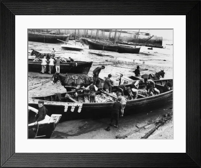 Framed Print : Unloading the pilchard catch at St Ives, Cornwall Framed Print : Unloading the pilchard catch at St Ives, Cornwall