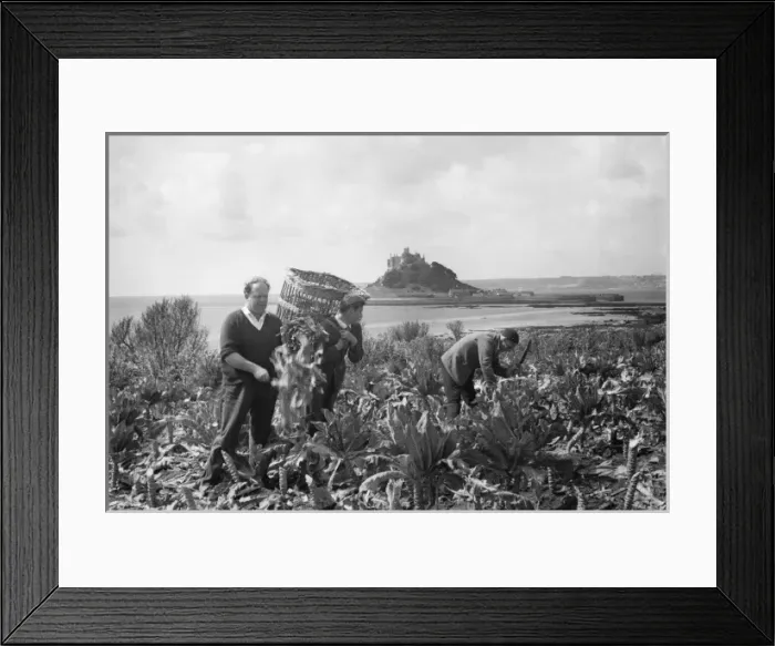 Framed Print : Cutting green vegetables near St Michaels Mount, Cornwall Framed Print : Cutting green vegetables near St Michaels Mount, Cornwall