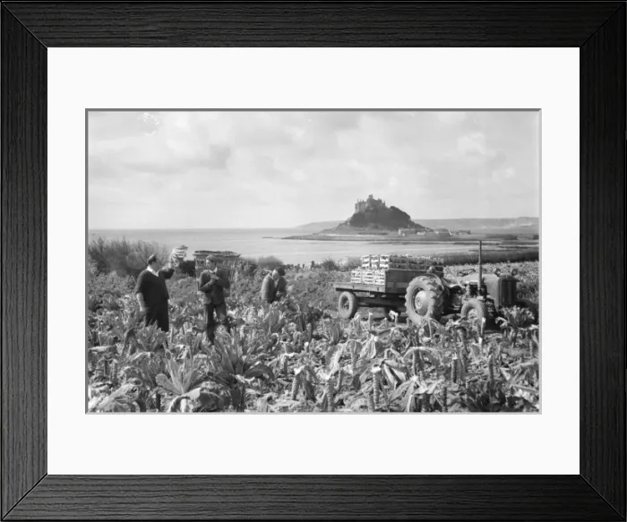 Framed Print : Cutting cauliflowers near St Michaels Mount, Cornwall Framed Print : Cutting cauliflowers near St Michaels Mount, Cornwall
