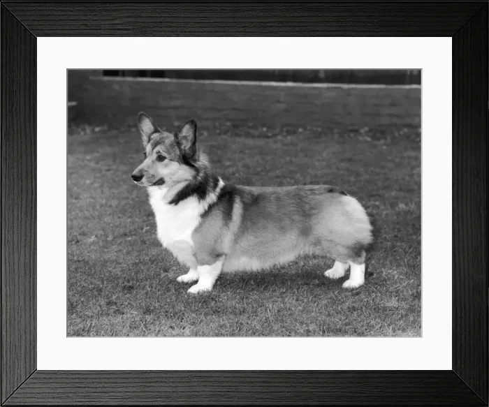 Framed Print : CH Evancoyd Audacious Framed Print : CH Evancoyd Audacious