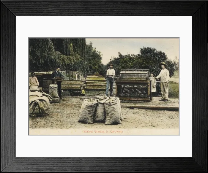 Framed Print : Grading Walnuts - California, USA Framed Print : Grading Walnuts - California, USA