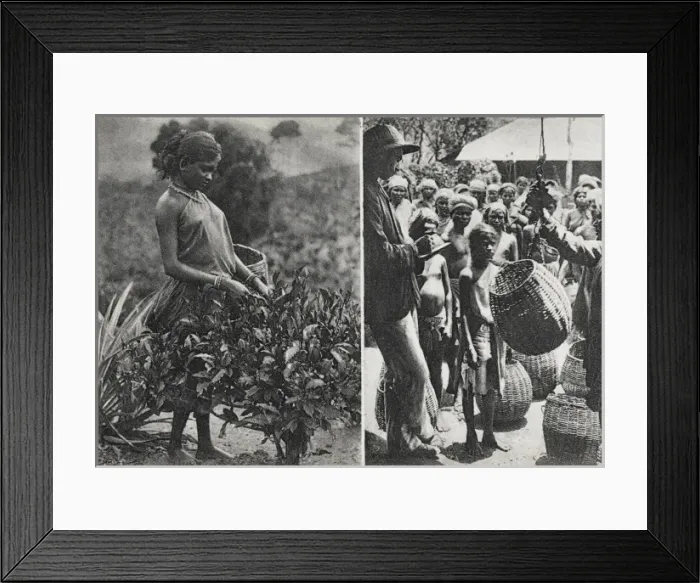 Framed Print : Sri Lanka - Picking and weighing tea Framed Print : Sri Lanka - Picking and weighing tea