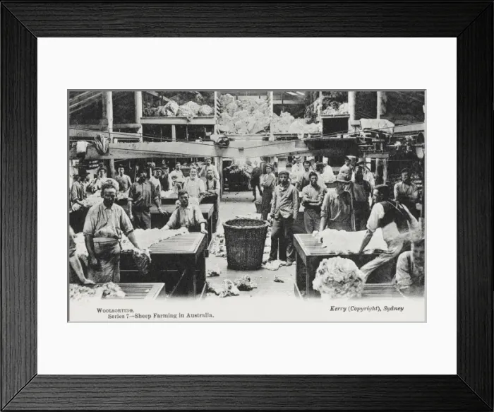 Framed Print : Sorting Wool - Australia Framed Print : Sorting Wool - Australia