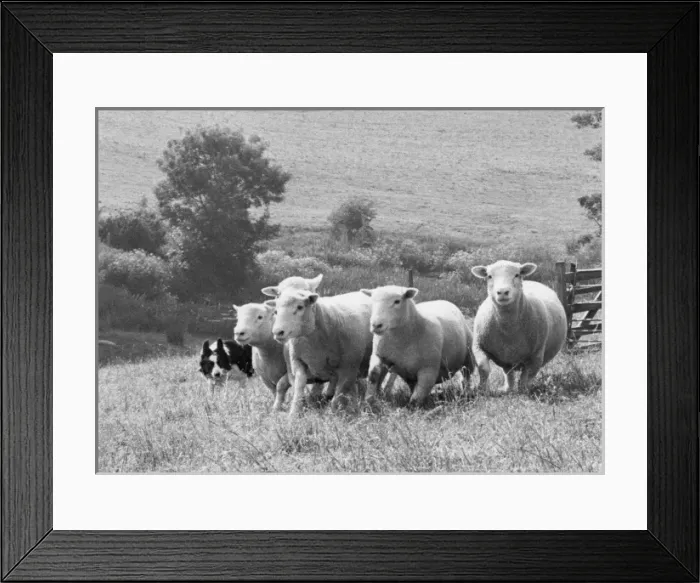 Framed Print : Sheepdog with flock of sheep Framed Print : Sheepdog with flock of sheep