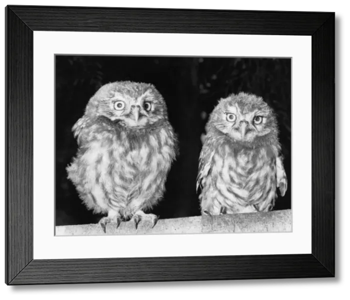 Framed Print : A pair of young Little Owls Framed Print : A pair of young Little Owls