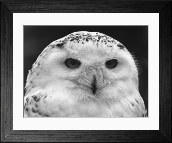 Framed Print : Close-up of a Snowy Owl Framed Print : Close-up of a Snowy Owl