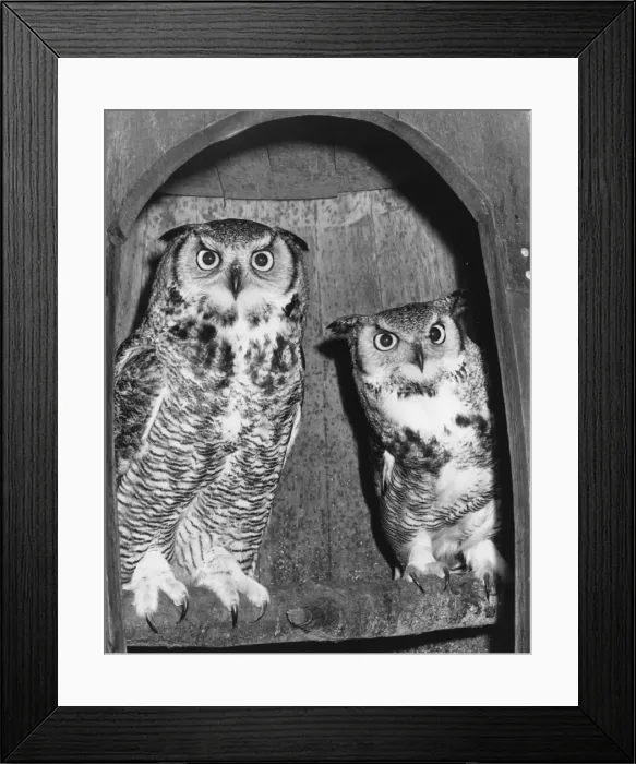 Framed Print : A pair of long-eared owls Framed Print : A pair of long-eared owls
